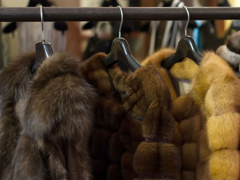  Israel was the first in the world to ban the sale of fur 